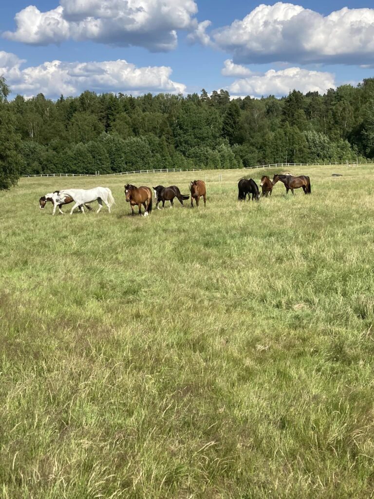 Sommarlov för GRKs alla hästar